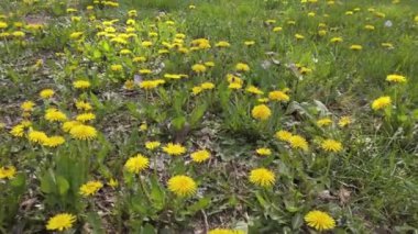 Çayırdaki sarı çiçekler