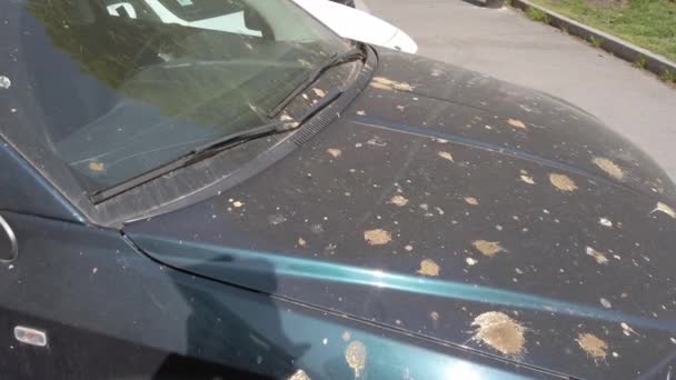 Bird Poop Droppings Pigeons Bodywork Car Parked Trees Park Corrosion — Stock Video