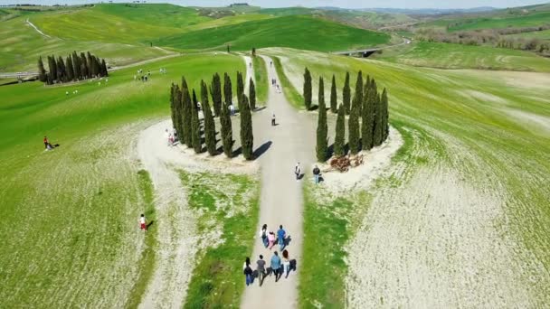 Europe San Quirico Orcia Abril 2022 Grupo Cipreses Toscana Imágenes — Vídeo de stock
