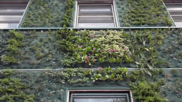 Jardim Plantas Florestais Verticais Construído Nas Paredes Edifício Com Janelas — Vídeo de Stock