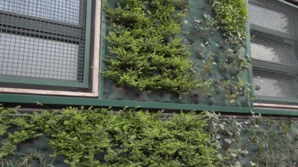 Vertical Forest Plant Garden Built Walls Building Windows Giambellino District — Video