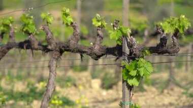 İtalya, Lombardiya Pavia yakınlarındaki Montalto Pavese 'de Oltrepo' da bir üzüm bağı manzarası. Bahar mevsiminde bağların ve Apeninlerin tepelerinin arasında güzel bir çiçek çayırı olan sarmaşıklar.