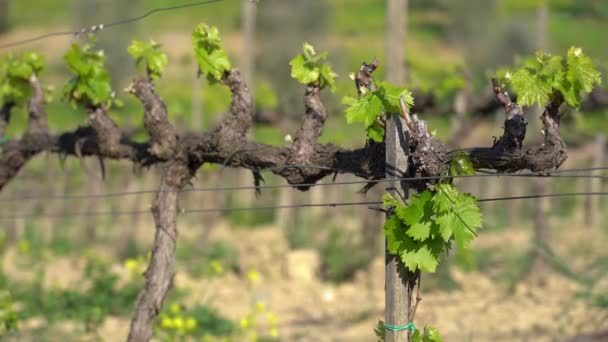 Italy View Vineyard Oltrepo Montalto Pavese Pavia Lombardy Rows Vines — Stock Video