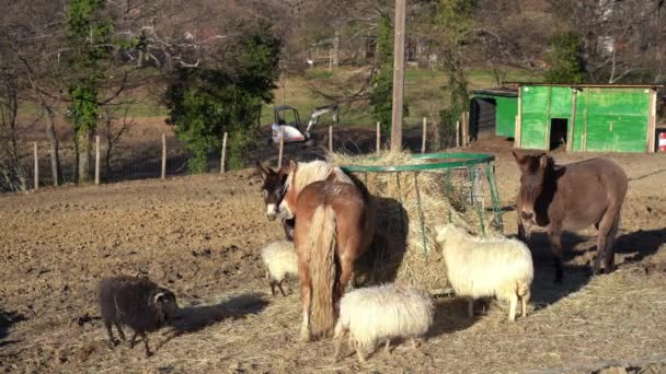 Flock Sheep Donkeys Farm Meadow — 비디오