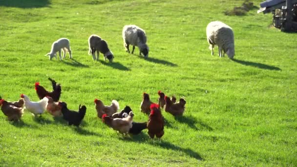 Flock Sheep Chickens Green Meadow — Vídeo de stock