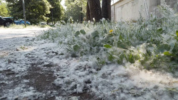 City Street Completely Covered Duvets Poplars Grasses Cause Spring Allergy — Stockfoto