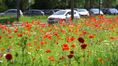 field of flowers with red poppies and congested traffic cars on city road - air pollution and pm10 downtown - climate change and global warming