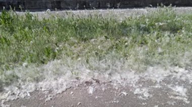 city street completely covered by duvets of poplars and grasses cause spring allergy - breathing problems and sneezing