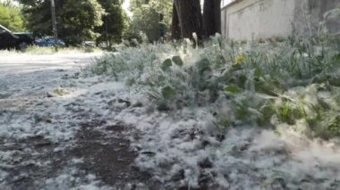 city street completely covered by duvets of poplars and grasses cause spring allergy - breathing problems and sneezing