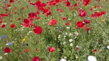 Şehir yolunda kırmızı haşhaş tarlaları ve sıkışık trafik arabaları - şehir merkezinde hava kirliliği ve pm10 - iklim değişikliği ve küresel ısınma