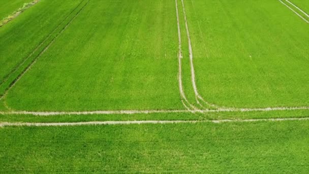 Beelden Van Het Rijstveld Vallei Zonder Water Drone Uitzicht Een — Stockvideo