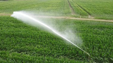 Po Vadisi 'ndeki çeltik tarlasının sulanması - sulama kanalları susuz olan pirinç tarlasına drone bakış - kuraklık ve iklim değişikliği küresel ısınma - tarım ve çiftçiler için sorunlar