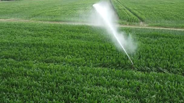 View Paddy Field Valley Watering Drone View Rice Field Irrigation — Stock Video