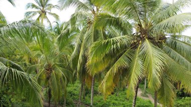 Santa Marta Kolombiya, Tayrona Doğal Parkı 'ndaki orman ormanlarının insansız hava araçlarından Karayip Denizi' ndeki orman turizmi gezisi.