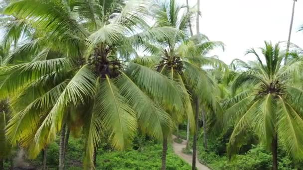 Vue Depuis Drone Palmiers Dans Forêt Jungle Santa Marta Colombie — Video