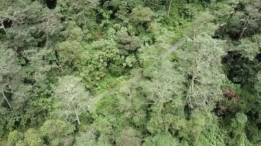 Güney Amerika 'daki Amazon yağmur ormanlarının vahşi ve el değmemiş doğası olan insansız hava aracının hava görüntüsü gezegen kavramını ve küresel ısınma iklim değişikliğini kurtarır.