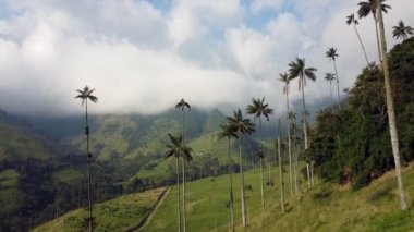 Salento kahve bölgesi yakınlarındaki Cocora Vadisi 'nin insansız hava aracı görüntüleri. Dünyadaki en uzun balmumu palmiye bitkileri ve Güney Amerika' daki Kolombiya 'nın fantastik doğası.