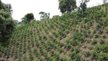 Salento kafe bölgesinin yakınlarındaki kafeterya bölgesinde kahve bitkileriyle birlikte dünyanın en uzun balmumu bitkileri ve fantastik balmumu bitkilerinin havadan kumandalı uçuşları.