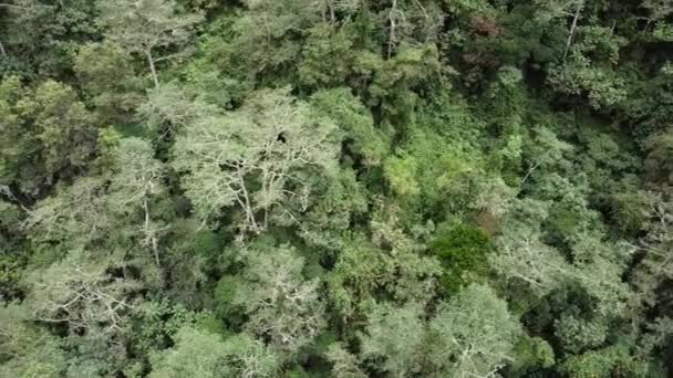 Légi Felvétel Erdő Tetejére Kilátás Drón Vad Érintetlen Természet Amazonas — Stock videók
