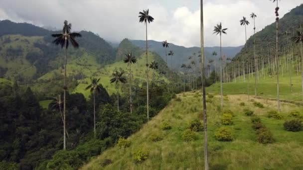 Metraje Aéreo Del Dron Del Valle Del Cocora Área Cafetera — Vídeos de Stock