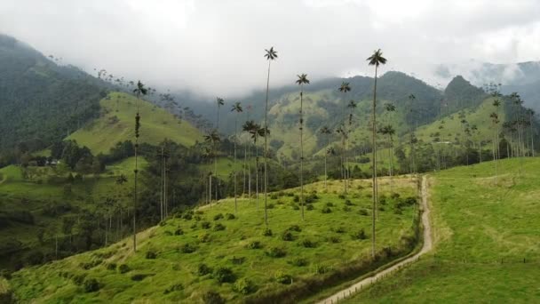 Images Aériennes Drones Vallée Cocora Dans Zone Cafétéria Près Région — Video