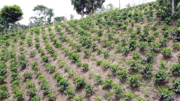 Aerial Drone Footageof Plantation Coffee Coffee Plants Various Stages Growth — Stock Video