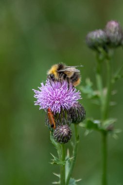 İlk yaban arısı, Bombus pratorum, devedikeni mor çiçeğinden besleniyor, Cirsium sp. Çiçeğin daha aşağısında da Kızıl Asker Böceği, Rhagonycha fulva, nam-ı diğer yaban domuzu düzen böcek var.