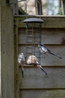 Three Long-tailed tits, Aegithalos caudatus, on a wire birdfeeder for fat balls with one of the birds partially hidden feeding on a fat ball