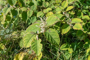Japon Knotweed, Fallopia japonica yaprağı ve çiçekleri. Bu kök, İngiltere 'de vahşi doğaya kaçan bu yerli olmayan istilacı otun önemli bir bankasının bir parçasıdır.