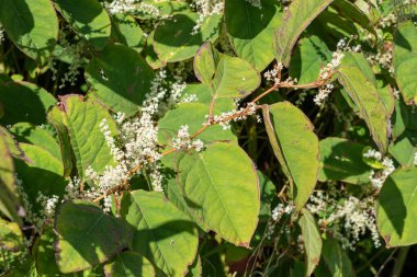 Bir Japon Knotweed kökü, fabrikanın arka planına karşı. Sapı açıkça bu bitkinin beyaz çiçeklerini ve zig-zag desenini gösteriyor.