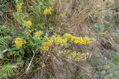 Sarı bir Avrupa altın sarısı kümesi, Solidago virgaurea, eğrelti otları ve etrafını saran kurumuş otlarla dolu bir yamaçtan çıkıyor.