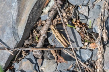 Aberystwyth kasabasının yukarısındaki Galler tepelerindeki bazı kayrak ve kurumuş bitki kalıntıları arasında sıradan bir tarla çekirgesi, Korthippus brunneus