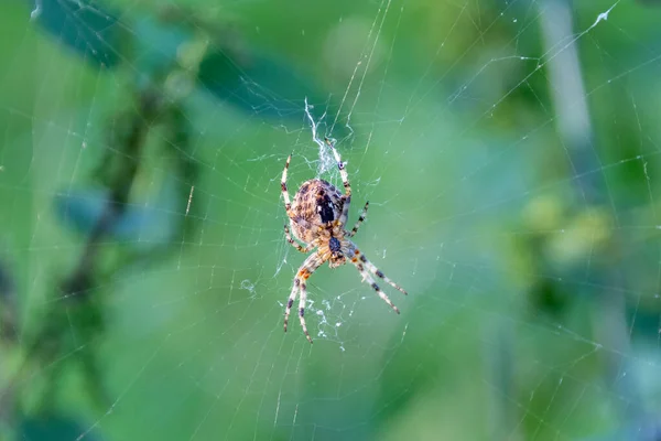 Garden Spider Araneus Diadematus Aka Cross Orb Weaver Sat Centre — Stock Photo, Image