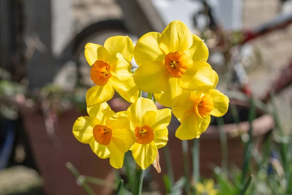 Multi Flower Head Narcissus Martinette Transluscent Yellow Petals Glowing Spring —  Fotos de Stock