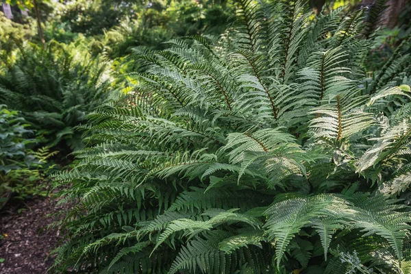 Frentes Verdes Crescimento Natureza Luz Solar — Fotografia de Stock