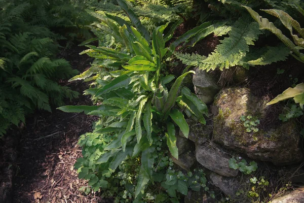 Frondas Verdes Crecimiento Naturaleza Luz Solar — Foto de Stock