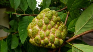 Srikaya, Close up of custard apple (Annona squamosa). Annona squamosa is a small, well-branched tree or shrub from the family Annonaceae that bears edible fruits called sugar-apples or sweetsops.