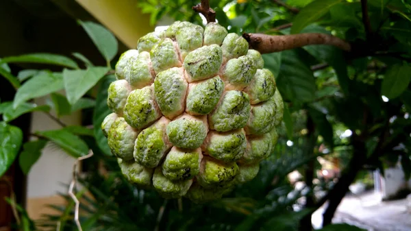 Srikaya Close Custard Apple Annona Squamosa Annona Squamosa Small Well — стоковое фото