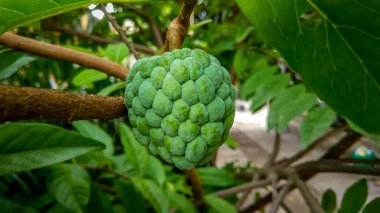 Çok güzel bir muhallebi elması (Annona squamosa). Annona squamosa, Annonaceae familyasından küçük ve iyi dallanmış bir ağaçtır ve şeker-elma veya şeker-sopa olarak adlandırılan yenilebilir meyveler verir..