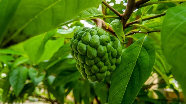 Schöne Nahaufnahme Von Puddingapfel Annona Squamosa Annona Squamosa Ist Ein — Stockfoto