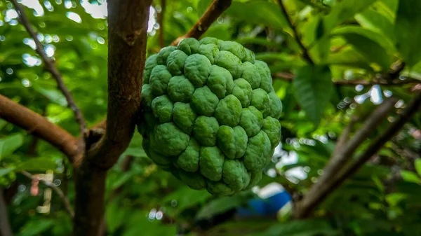 Schöne Nahaufnahme Von Puddingapfel Annona Squamosa Annona Squamosa Ist Ein — Stockfoto