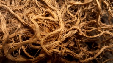 Güzel kiraz dalları ya da bitki kökleri birbirine dolanmış güzel bir ışık ve gölge deseni yaratıyor. Güçlü fibröz kök sistemi santrali kapatıyor..