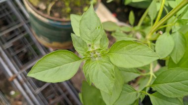 Basil yaprağını kapat. Yeşil kutsal fesleğen ağacı çiftliği