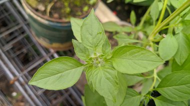 Yeşil Kutsal Fesleğen, Ahşap Tapınak