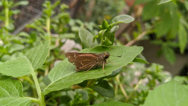 Motyl Siedlisku Natura — Zdjęcie stockowe