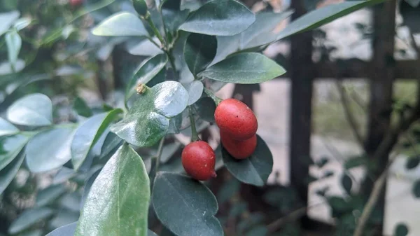 Murraya Paniculata Orange Jessamine Red Fruits — Stock Photo, Image