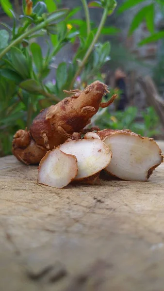 Galanga Sand Ginger Thai Herb — Stock Photo, Image
