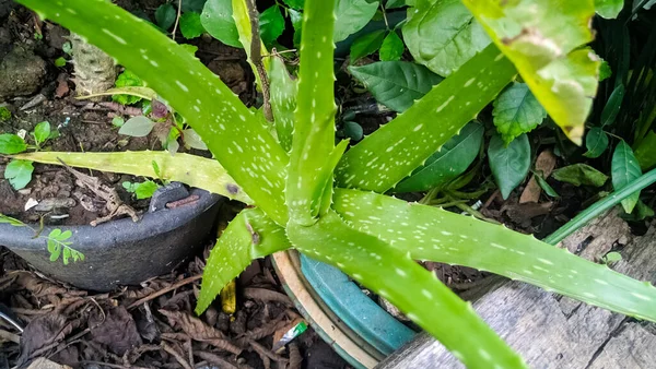 Hoja Fresca Aloe Vera Jardín Granja Fondo Natural —  Fotos de Stock