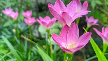 Bahçede pembe çiçekler. pembe yağmurlu zambak