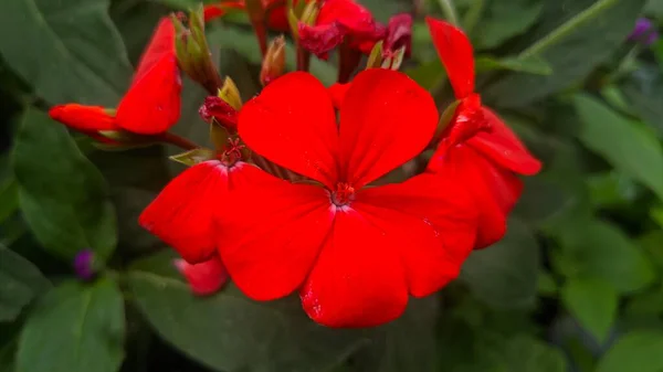 Czerwone Kwiaty Geranium Lub Malvon Pelargonium Hortorum Rośliny Ozdobne Ogrodowe — Zdjęcie stockowe